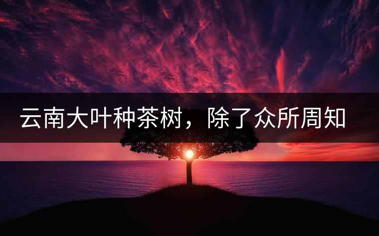 云南大葉種茶樹，除了眾所周知的“勐庫種”“勐海種”以外，還有那些品質(zhì)獨(dú)特的品種呢