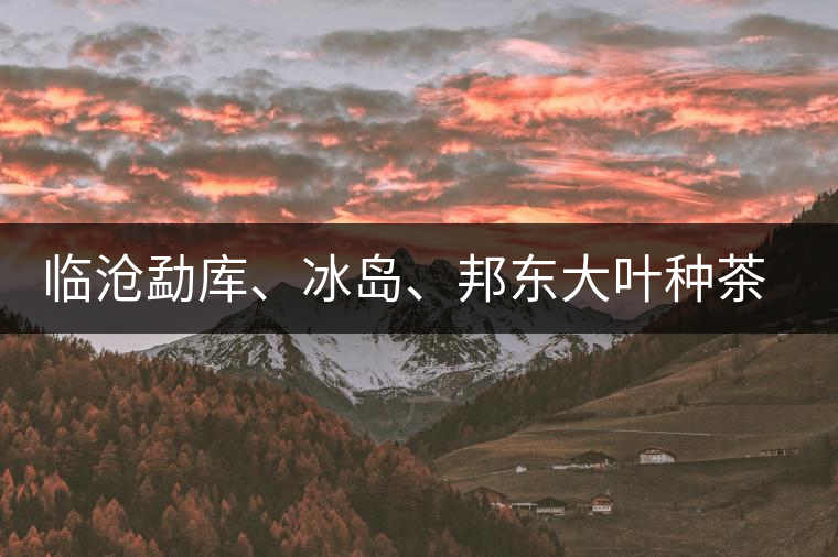 臨滄勐庫、冰島、邦東大葉種茶的解析
