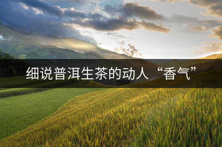 細(xì)說普洱生茶的動(dòng)人“香氣”