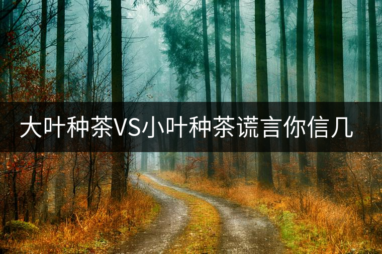 大葉種茶VS小葉種茶謊言你信幾個(gè)？