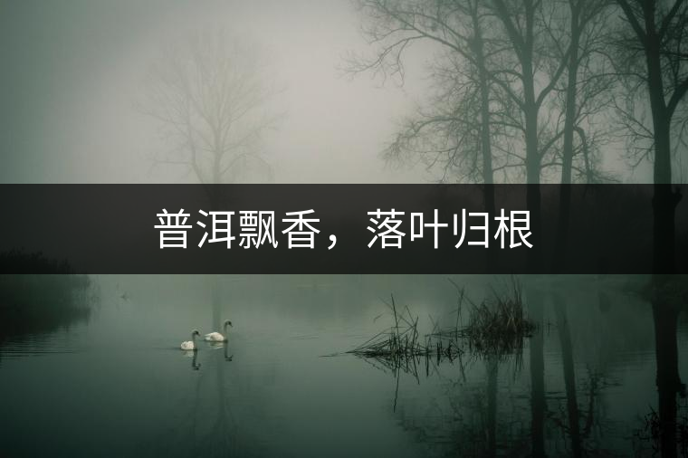 普洱飄香，落葉歸根