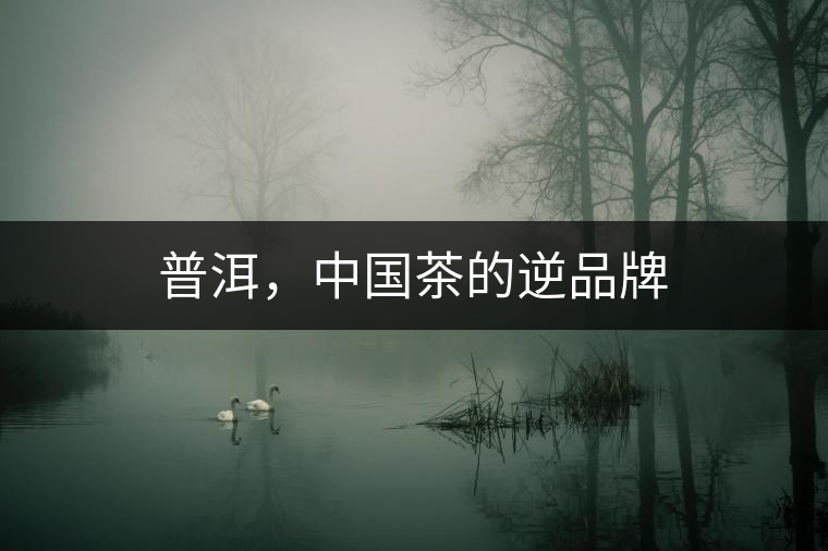 普洱，中國茶的逆品牌