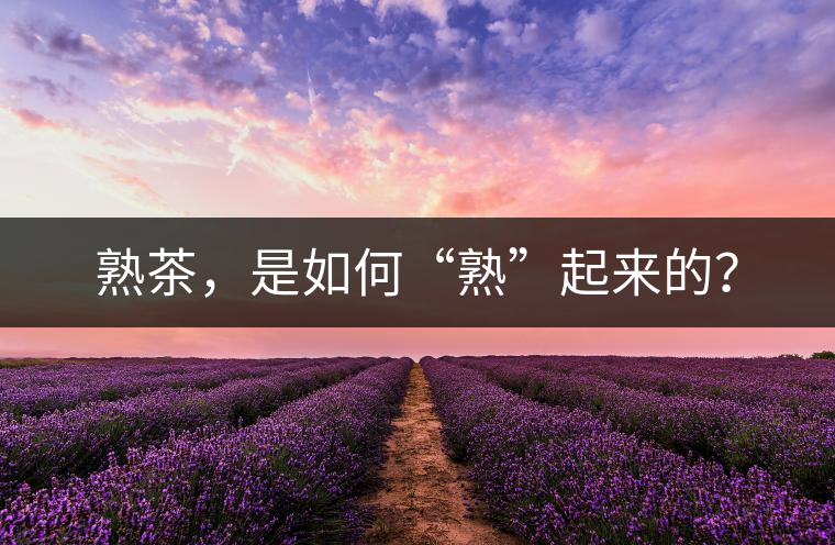 熟茶，是如何“熟”起來的？