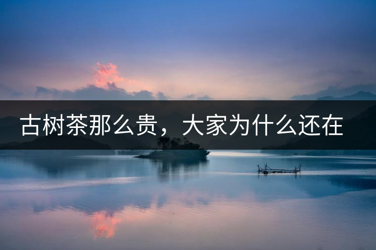 古樹茶那么貴，大家為什么還在瘋狂追求？