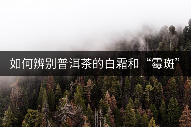 如何辨別普洱茶的白霜和“霉斑”？