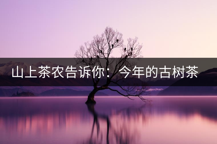 山上茶農(nóng)告訴你：今年的古樹(shù)茶為什么那么貴？