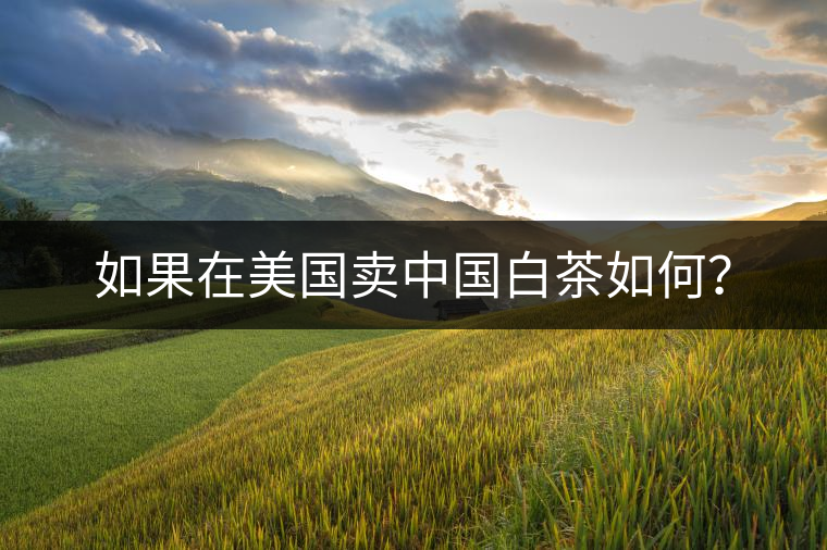如果在美國賣中國白茶如何？