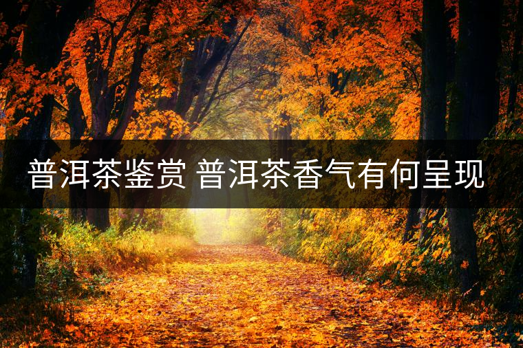 普洱茶鑒賞 普洱茶香氣有何呈現(xiàn)？