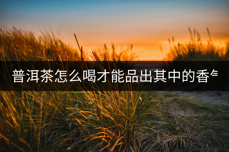 普洱茶怎么喝才能品出其中的香氣？