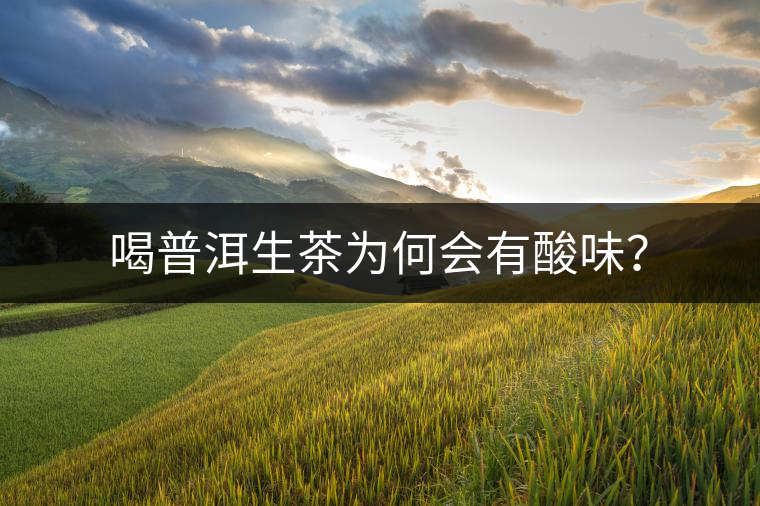 喝普洱生茶為何會有酸味？