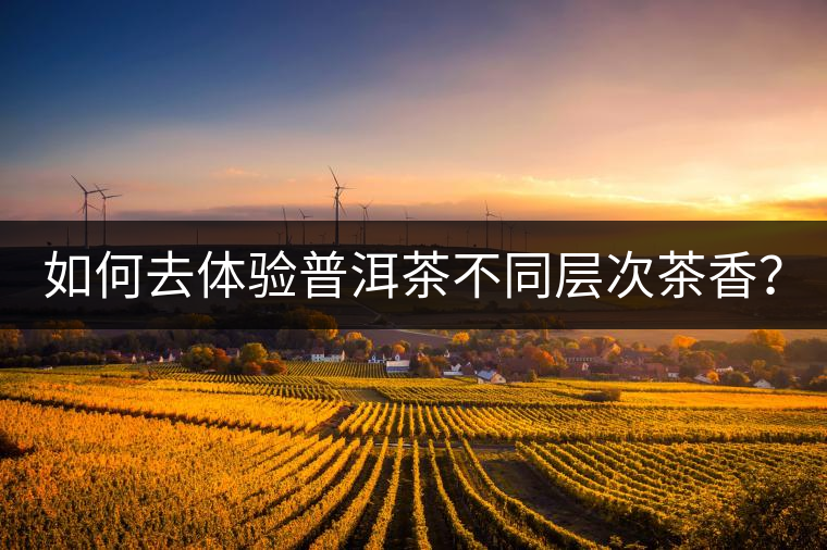 如何去體驗普洱茶不同層次茶香？