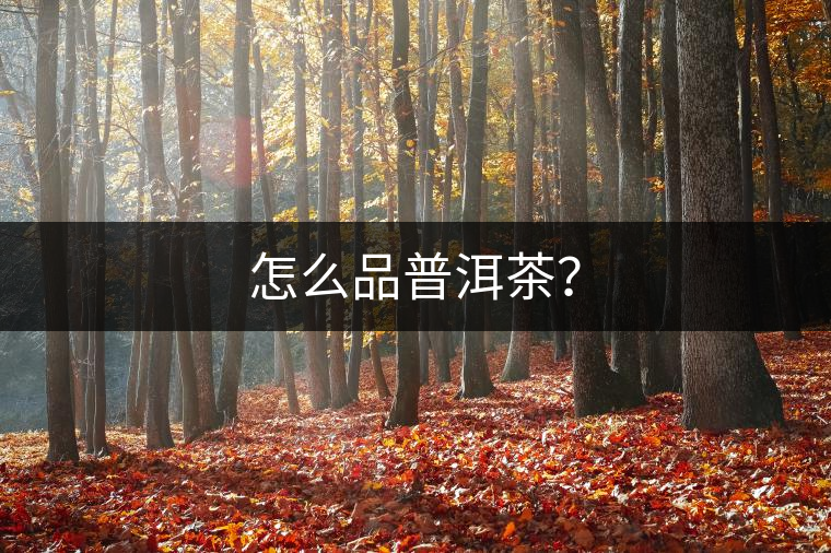 怎么品普洱茶？