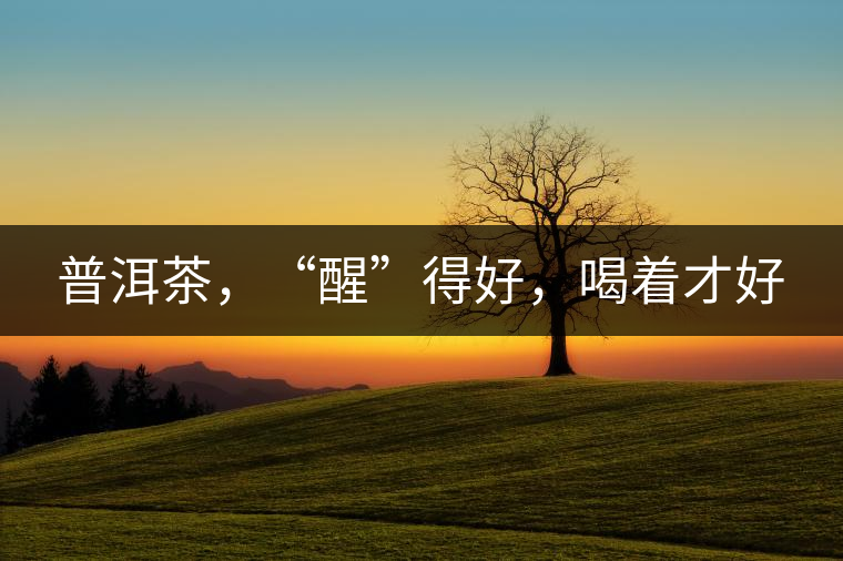 普洱茶，“醒”得好，喝著才好