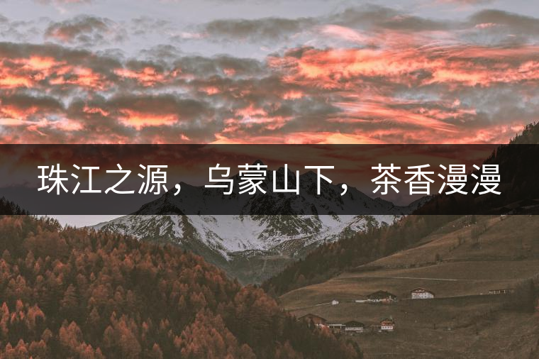 珠江之源，烏蒙山下，茶香漫漫