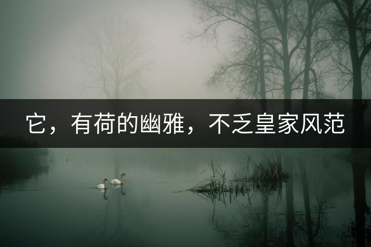 它，有荷的幽雅，不乏皇家風范