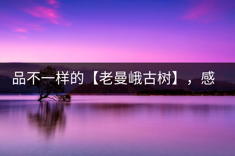 品不一樣的【老曼峨古樹】，感受別樣甘甜與溫婉