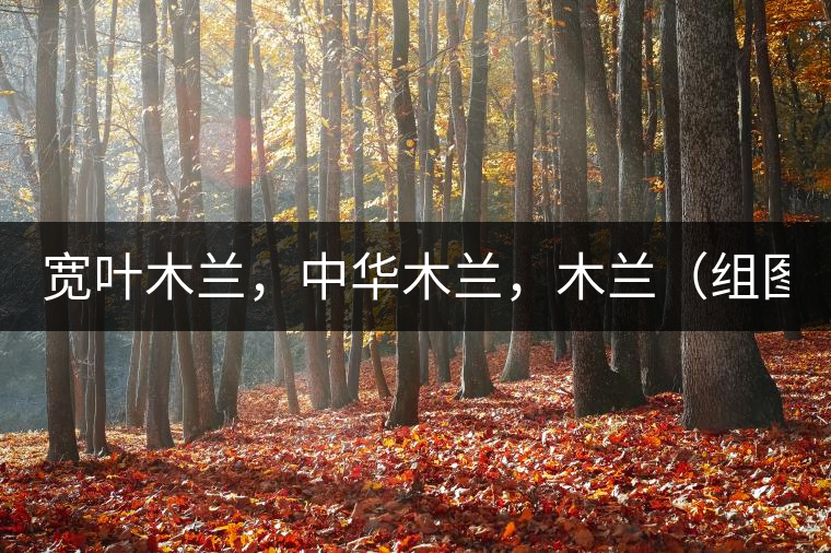 寬葉木蘭，中華木蘭，木蘭（組圖）