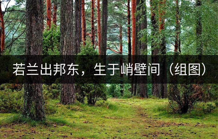 若蘭出邦東，生于峭壁間（組圖）