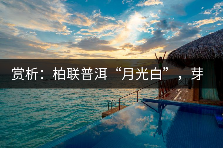 賞析：柏聯(lián)普洱“月光白”，芽白葉黑香甜四溢