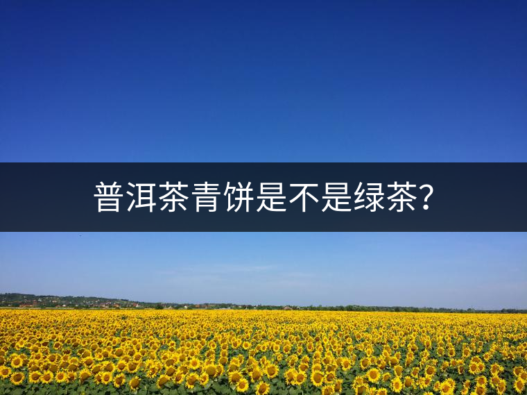 普洱茶青餅是不是綠茶？