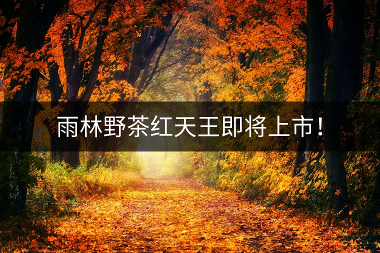 雨林野茶紅天王即將上市！