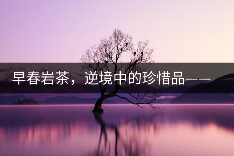 早春巖茶，逆境中的珍惜品——“邦東古樹茶”隆重上市