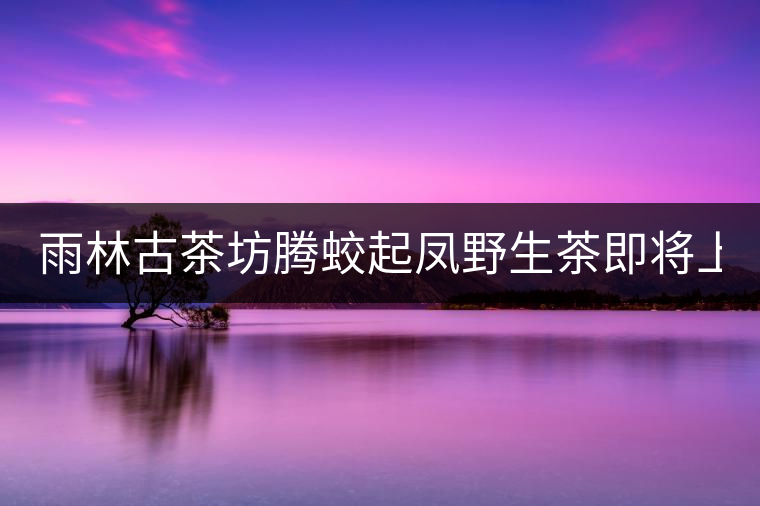 雨林古茶坊騰蛟起鳳野生茶即將上市！