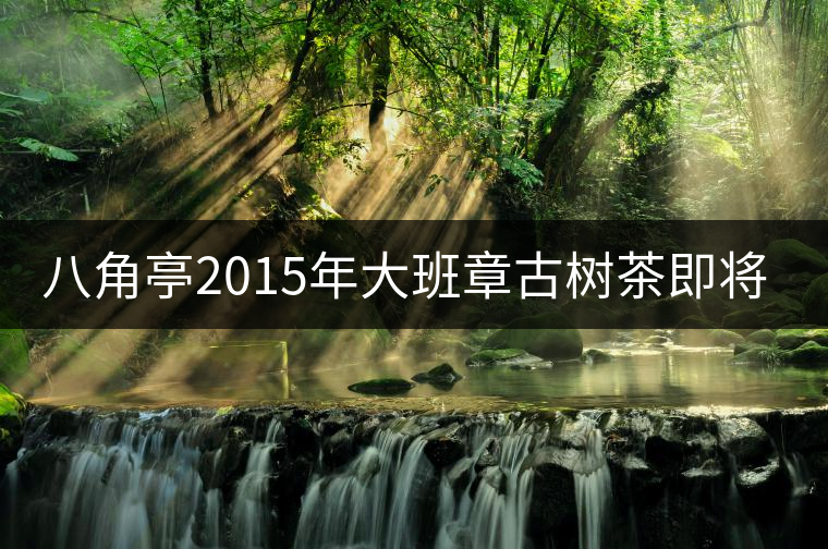 八角亭2015年大班章古樹(shù)茶即將上市