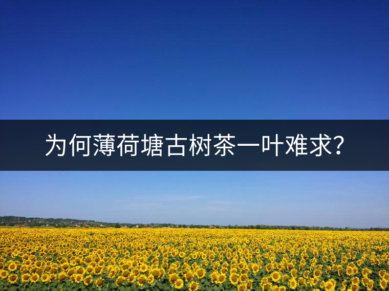 為何薄荷塘古樹茶一葉難求？