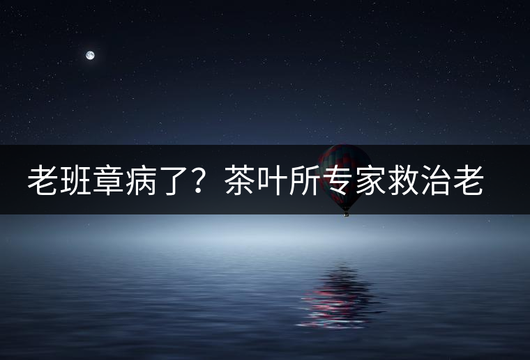 老班章病了？茶葉所專家救治老班章古茶樹(shù)
