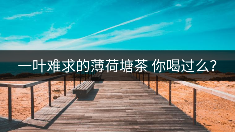 一葉難求的薄荷塘茶 你喝過么？