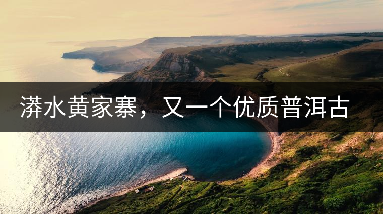 漭水黃家寨，又一個優(yōu)質(zhì)普洱古樹群落