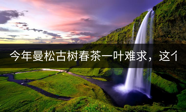 今年曼松古樹春茶一葉難求，這個(gè)鍋真不該茶商背!