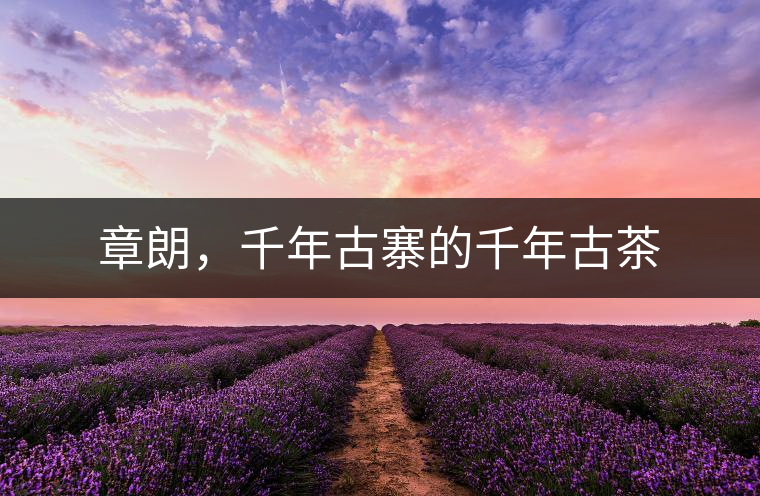 章朗，千年古寨的千年古茶