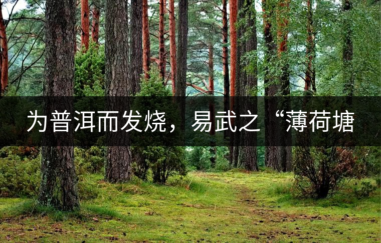 為普洱而發(fā)燒，易武之“薄荷塘