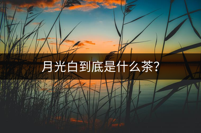 月光白到底是什么茶？