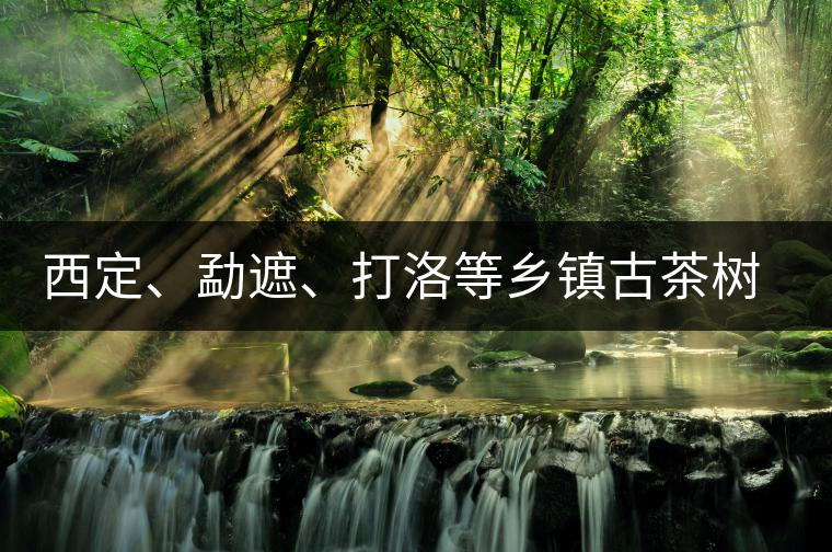 西定、勐遮、打洛等鄉(xiāng)鎮(zhèn)古茶樹(shù)資源