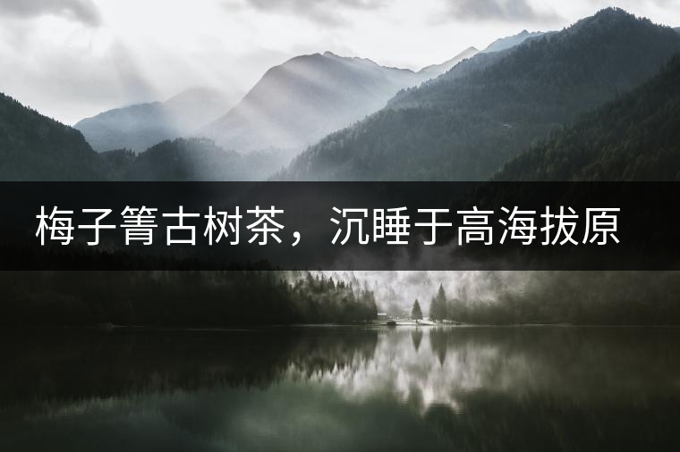 梅子箐古樹茶，沉睡于高海拔原生態(tài)的冰甜美人