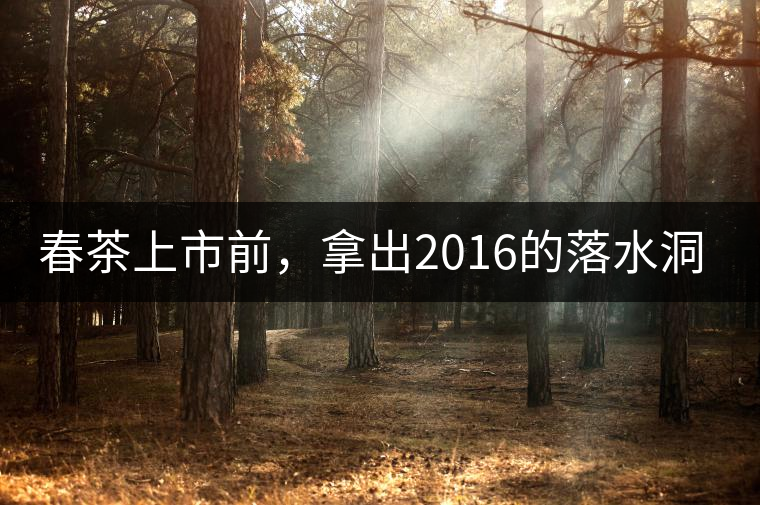 春茶上市前，拿出2016的落水洞秋茶開(kāi)湯