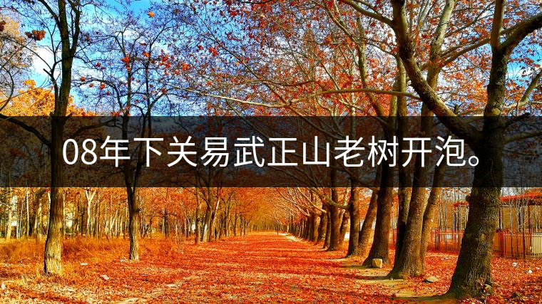 08年下關(guān)易武正山老樹開泡。