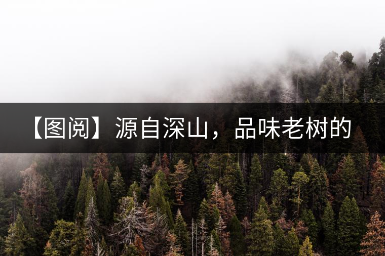 【圖閱】源自深山，品味老樹(shù)的味道