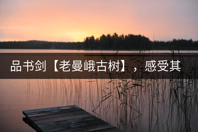 品書劍【老曼峨古樹】，感受其霸道苦韻