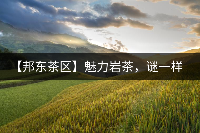 【邦東茶區(qū)】魅力巖茶，謎一樣的邦東！