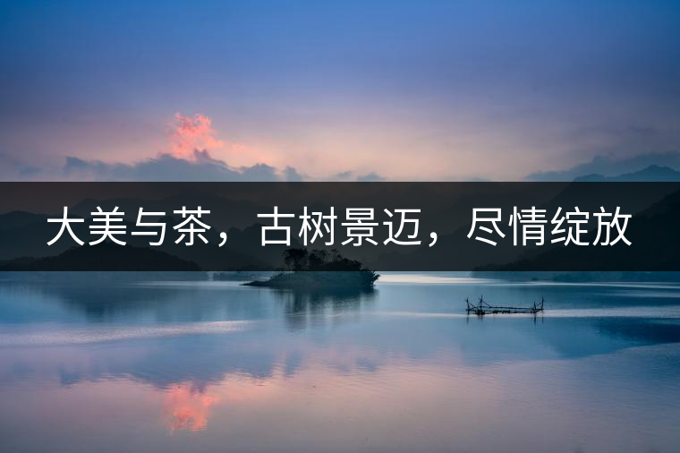 大美與茶，古樹景邁，盡情綻放