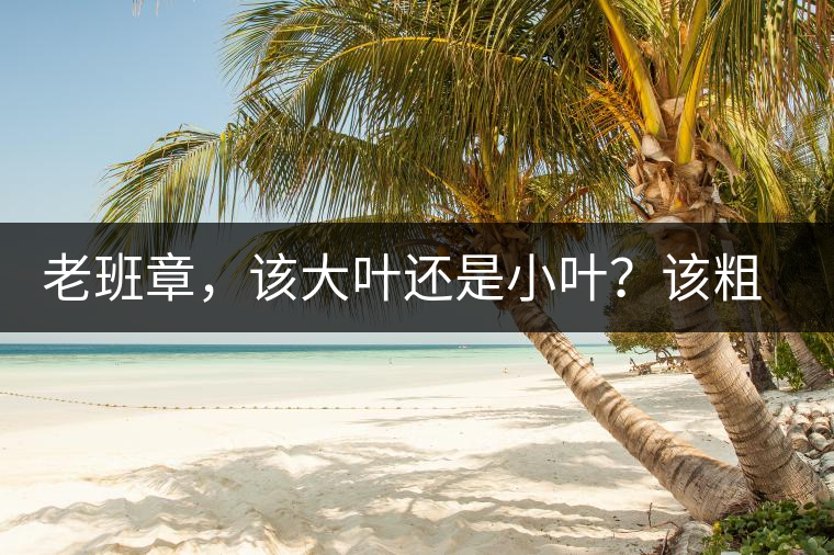 老班章，該大葉還是小葉？該粗老還是細(xì)嫩？