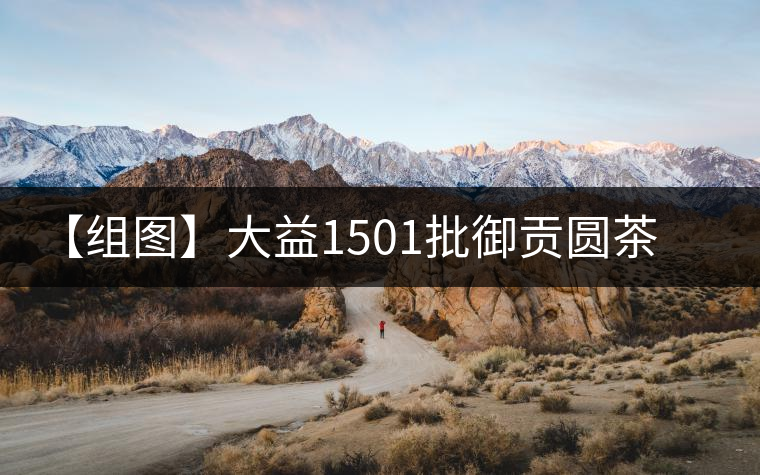 【組圖】大益1501批御貢圓茶開(kāi)湯