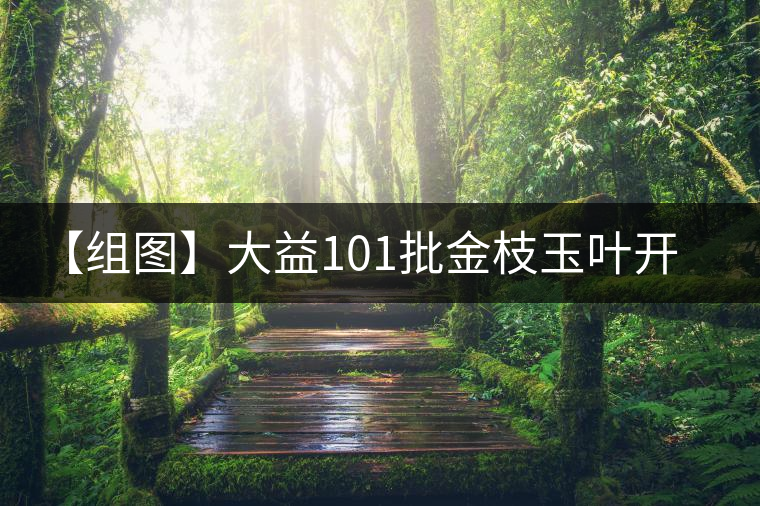 【組圖】大益101批金枝玉葉開(kāi)湯 【組圖】大益101批金枝玉葉開(kāi)湯