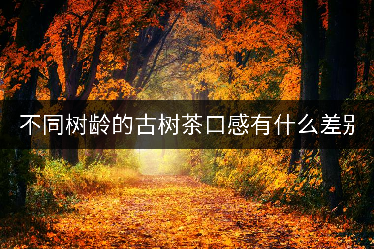 不同樹齡的古樹茶口感有什么差別？