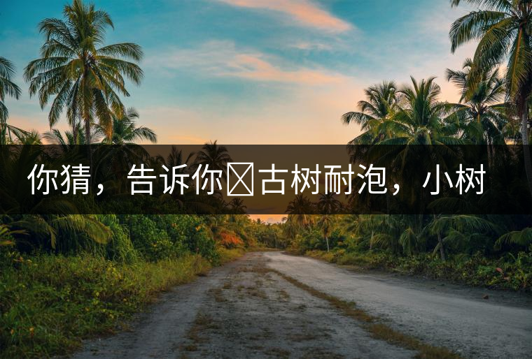 你猜，告訴你?古樹耐泡，小樹、臺地不耐泡都是什么心理？