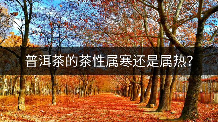普洱茶的茶性屬寒還是屬熱？